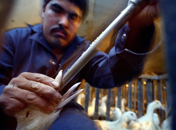 Ganso alimentado à força para a produção do foie gras em Farmington, Califórnia  (Peter DaSilva/The New York Times)