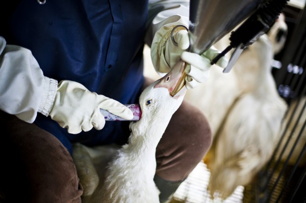 Ave recebe alimentação forçada para produzir foie gras nas proximidades de Oiartzun, Espanha (Divulgação/Igualdad Animal)