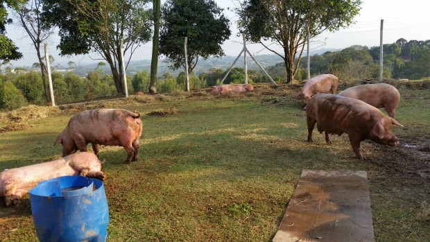 Porcas já no santuário, em São Roque (SP) Porcas durante a operação de resgate (Foto: Faos/SP)