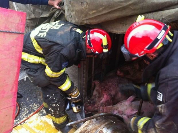 Porcas durante a operação de resgate (Foto: Faos/SP)