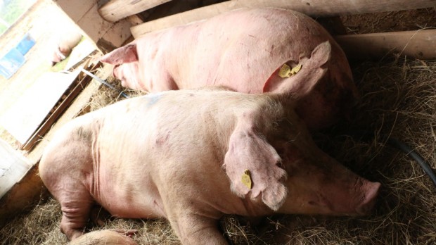 Porcas durante recuperação no santuário (Foto: Ganesh Filmes)